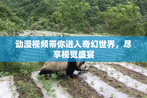 动漫视频带你进入奇幻世界，尽享视觉盛宴