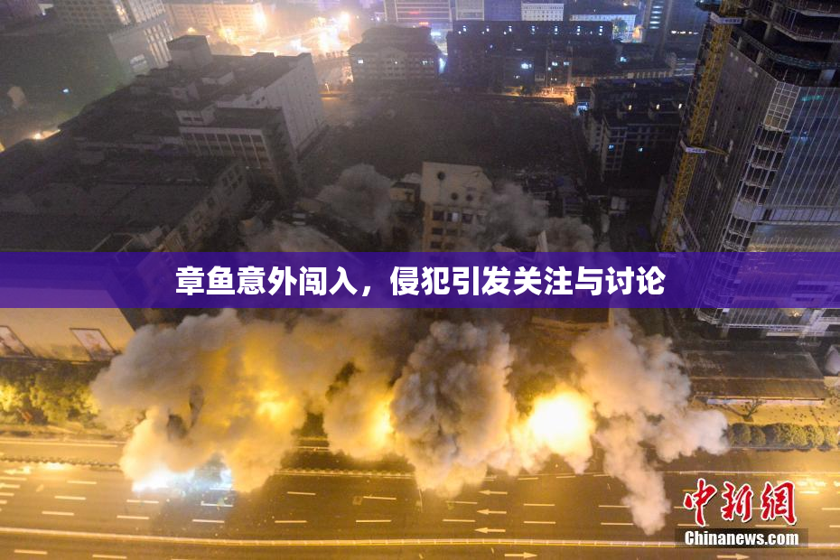 章鱼意外闯入，侵犯引发关注与讨论