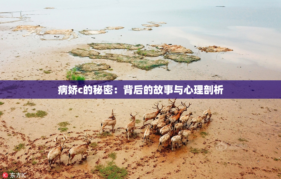 病娇c的秘密：背后的故事与心理剖析