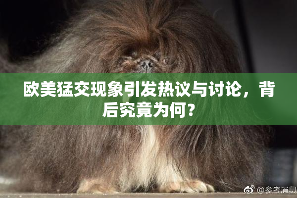 欧美猛交现象引发热议与讨论，背后究竟为何？