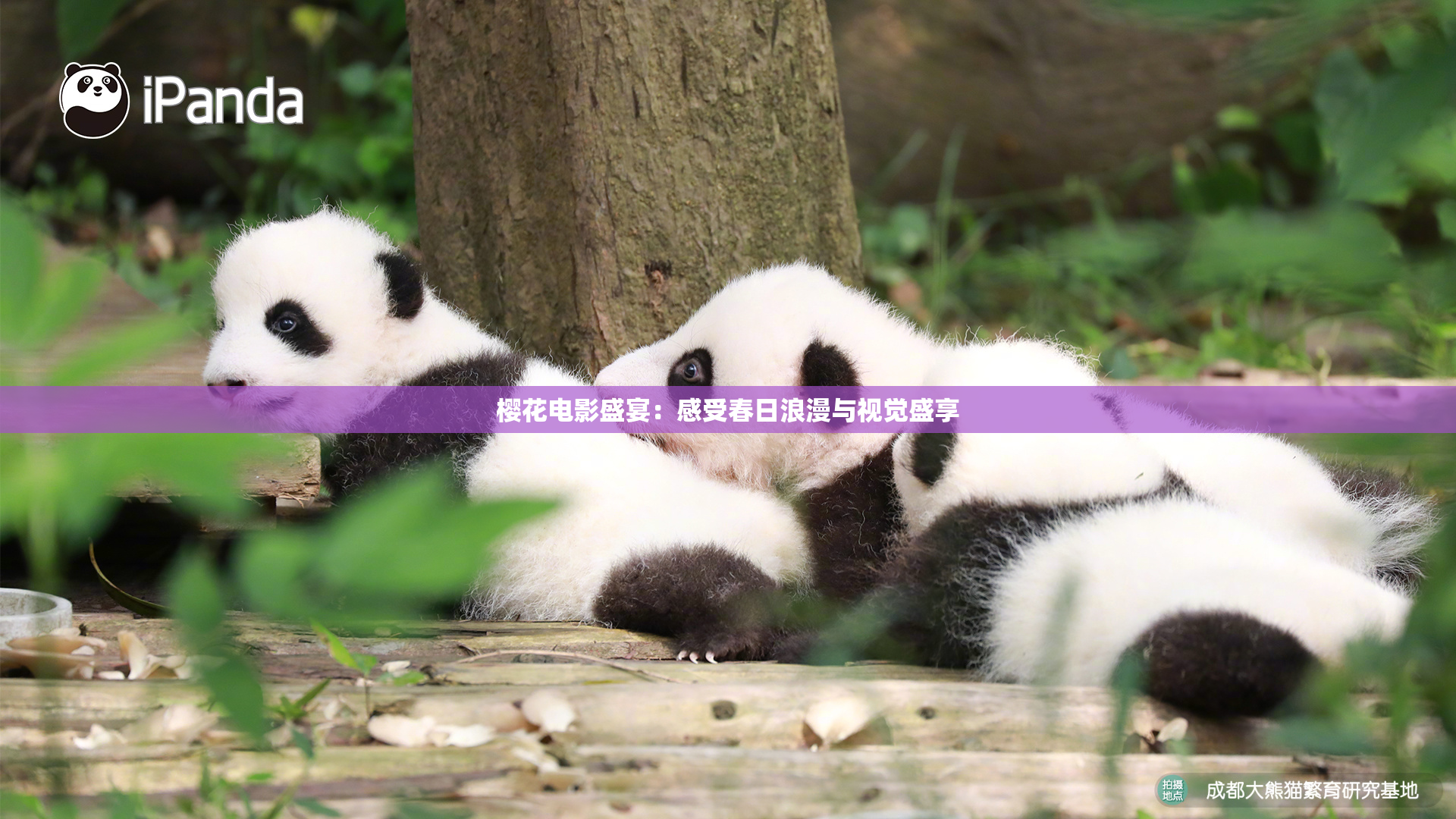 樱花电影盛宴：感受春日浪漫与视觉盛享