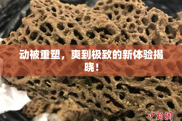动被重塑，爽到极致的新体验揭晓！