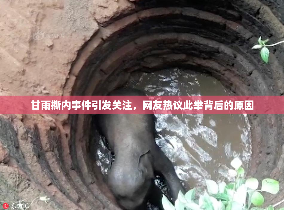 甘雨撕内事件引发关注，网友热议此举背后的原因
