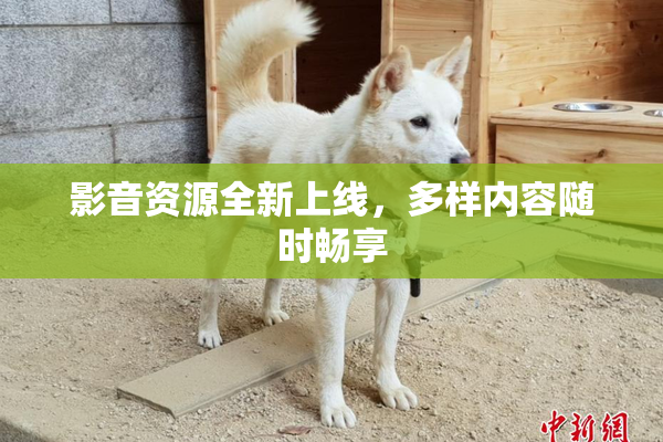 影音资源全新上线，多样内容随时畅享