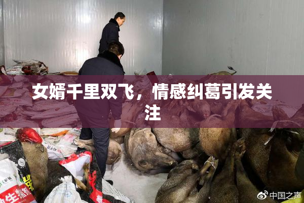 女婿千里双飞，情感纠葛引发关注