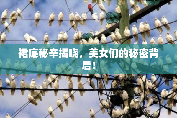 裙底秘辛揭晓，美女们的秘密背后！