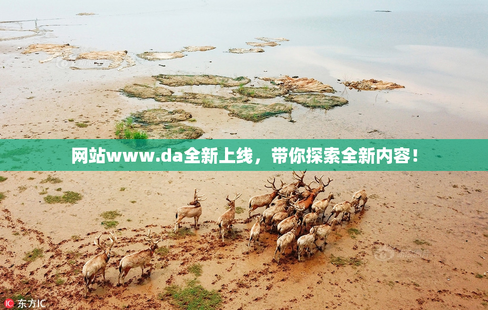 网站www.da全新上线，带你探索全新内容！