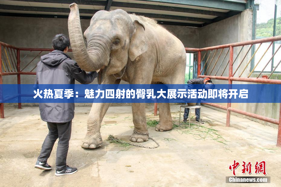 火热夏季：魅力四射的臀乳大展示活动即将开启