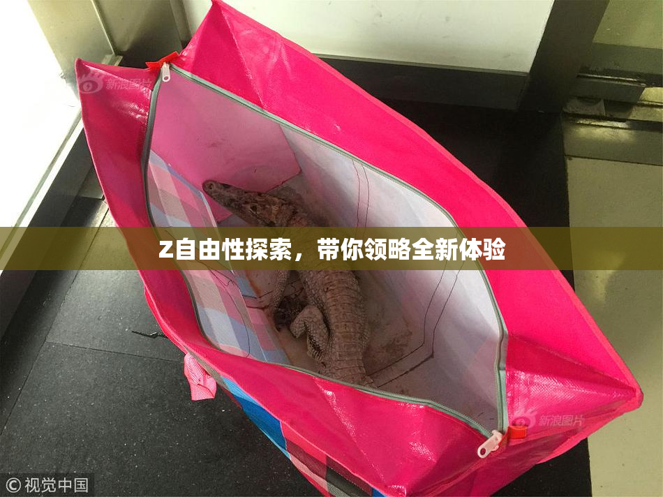 Z自由性探索，带你领略全新体验