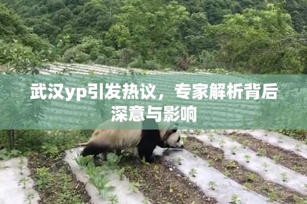 武汉yp引发热议，专家解析背后深意与影响
