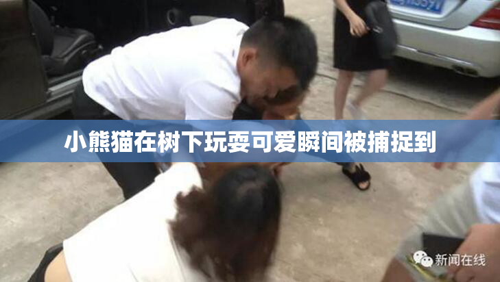 小熊猫在树下玩耍可爱瞬间被捕捉到