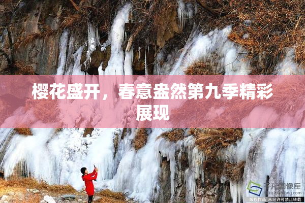 樱花盛开，春意盎然第九季精彩展现