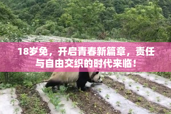 18岁免，开启青春新篇章，责任与自由交织的时代来临！