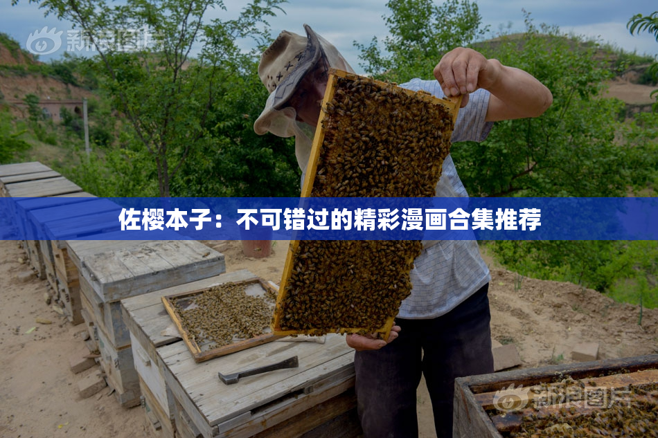 佐樱本子：不可错过的精彩漫画合集推荐