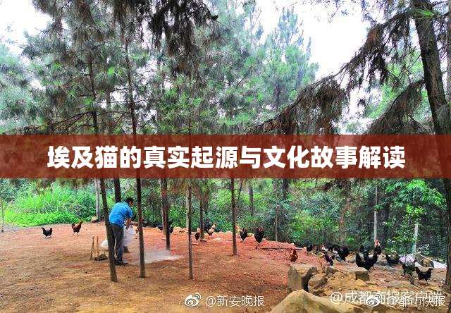 埃及猫的真实起源与文化故事解读
