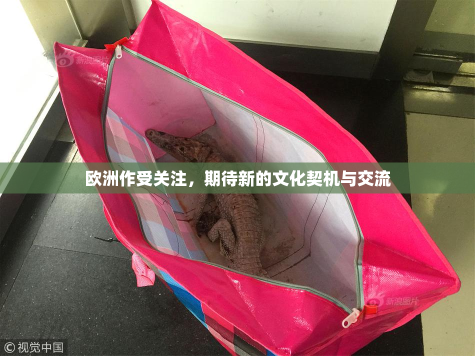 欧洲作受关注，期待新的文化契机与交流