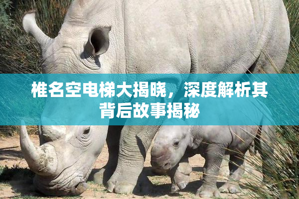 椎名空电梯大揭晓，深度解析其背后故事揭秘