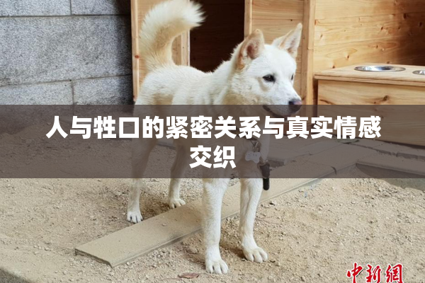 人与牲口的紧密关系与真实情感交织