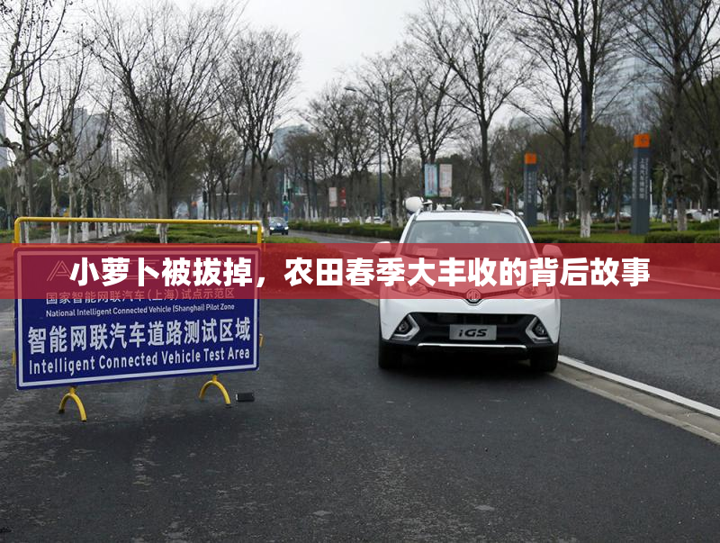 小萝卜被拔掉，农田春季大丰收的背后故事