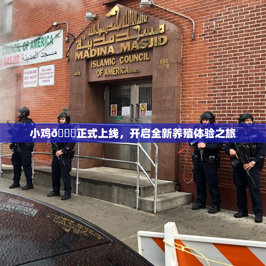 小鸡🐔正式上线，开启全新养殖体验之旅