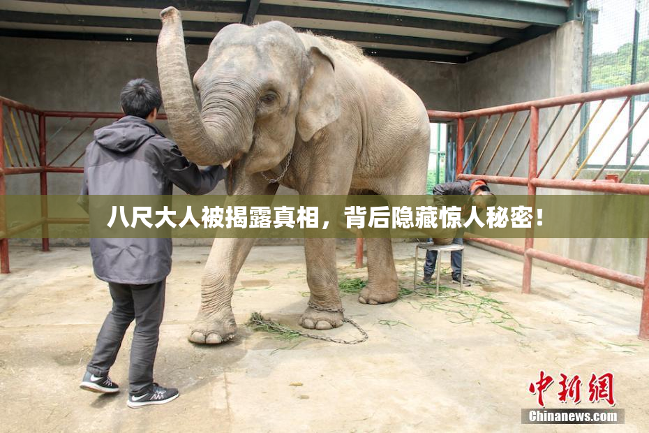 八尺大人被揭露真相，背后隐藏惊人秘密！