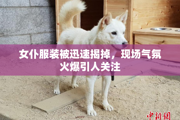 女仆服装被迅速揭掉，现场气氛火爆引人关注