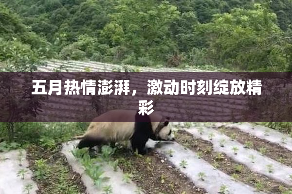 五月热情澎湃，激动时刻绽放精彩