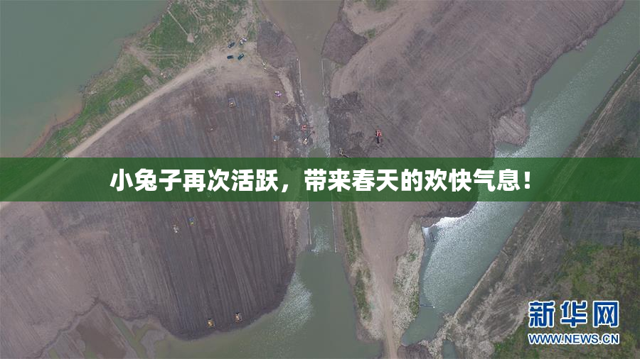 小兔子再次活跃，带来春天的欢快气息！