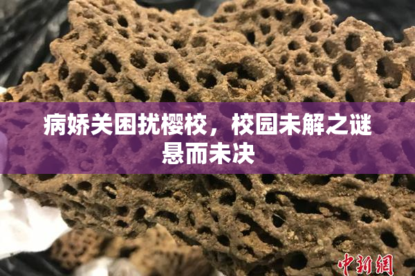 病娇关困扰樱校，校园未解之谜悬而未决