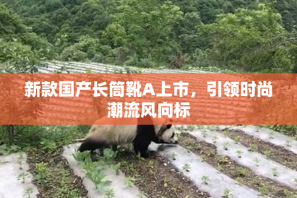 新款国产长筒靴A上市，引领时尚潮流风向标