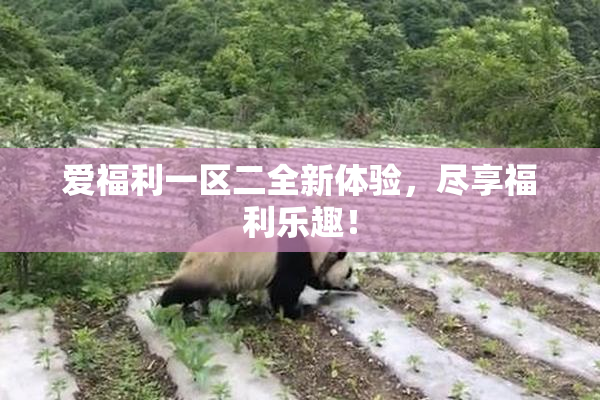 爱福利一区二全新体验，尽享福利乐趣！