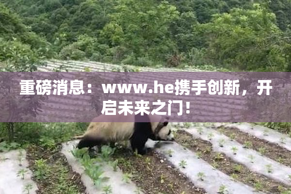 重磅消息：www.he携手创新，开启未来之门！