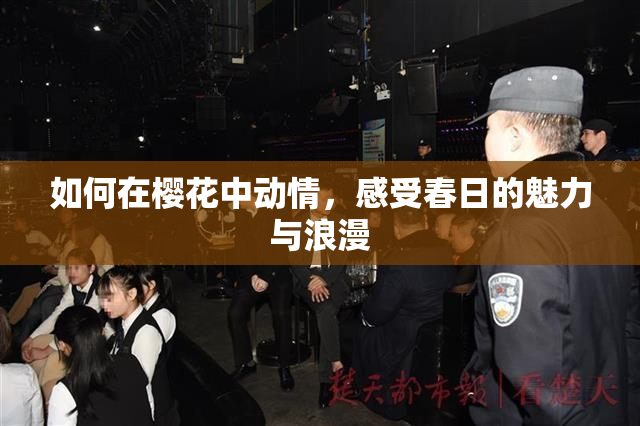 如何在樱花中动情，感受春日的魅力与浪漫