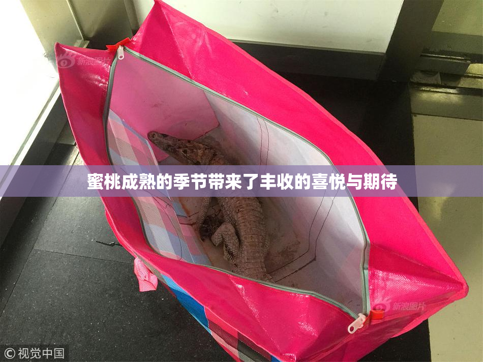 蜜桃成熟的季节带来了丰收的喜悦与期待