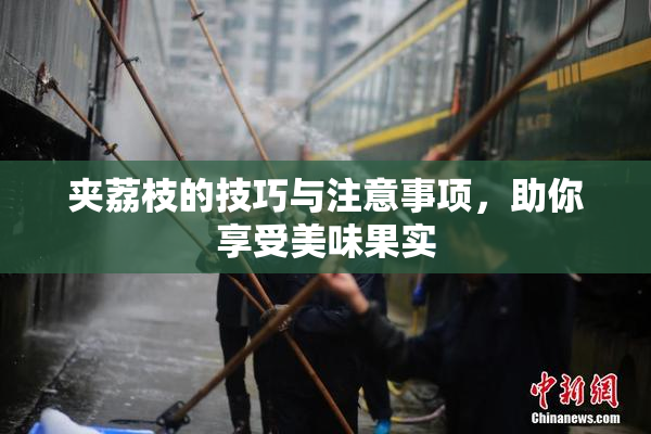 夹荔枝的技巧与注意事项，助你享受美味果实