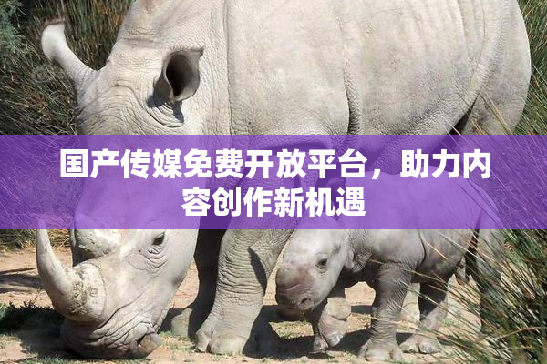 国产传媒免费开放平台，助力内容创作新机遇