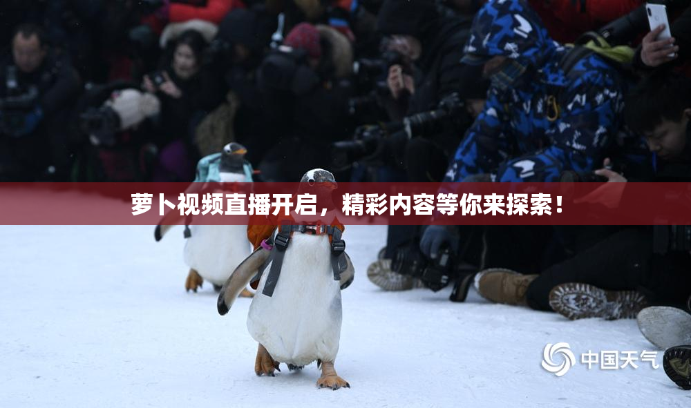 萝卜视频直播开启，精彩内容等你来探索！