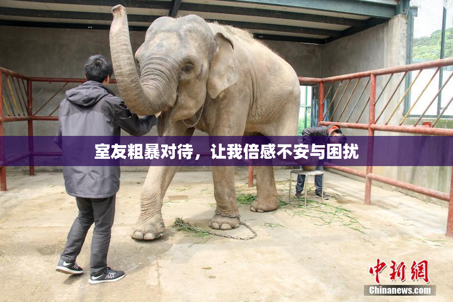 室友粗暴对待，让我倍感不安与困扰