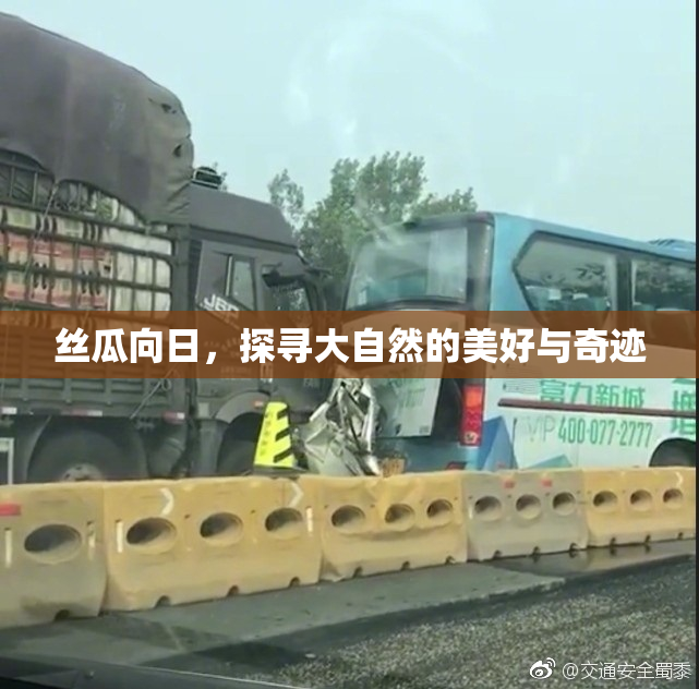 丝瓜向日，探寻大自然的美好与奇迹