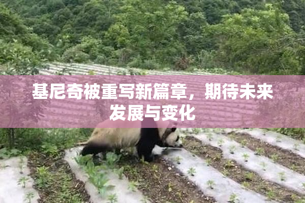 基尼奇被重写新篇章，期待未来发展与变化