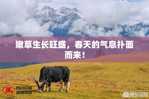 嫩草生长旺盛，春天的气息扑面而来！