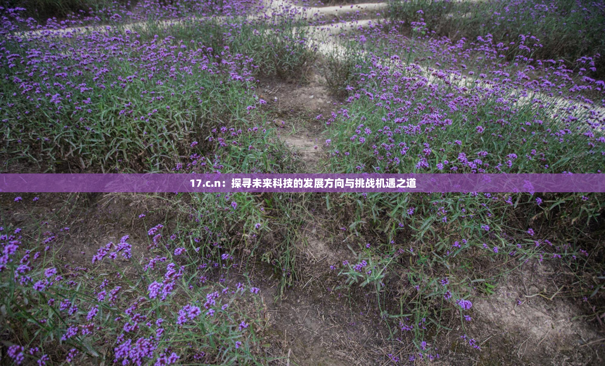 17.c.n：探寻未来科技的发展方向与挑战机遇之道