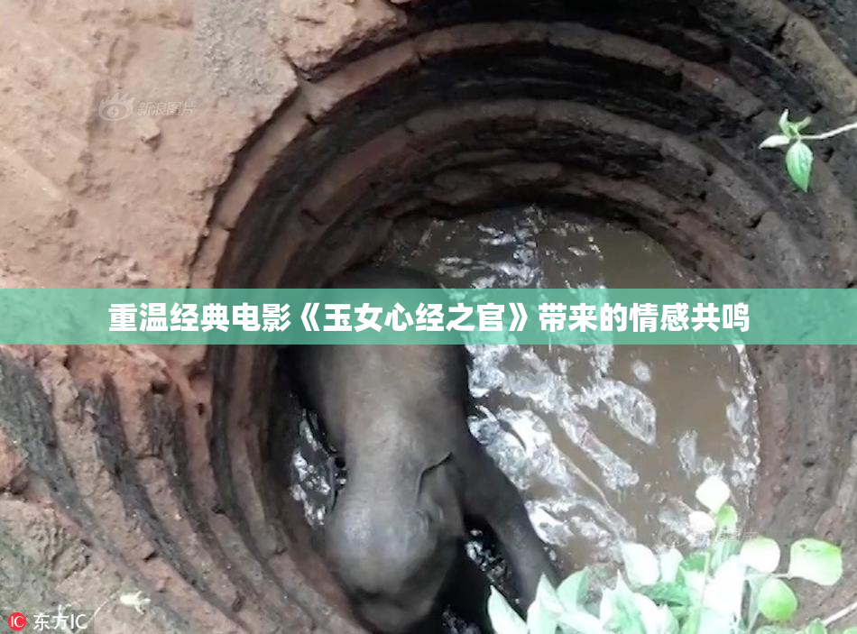 重温经典电影《玉女心经之官》带来的情感共鸣
