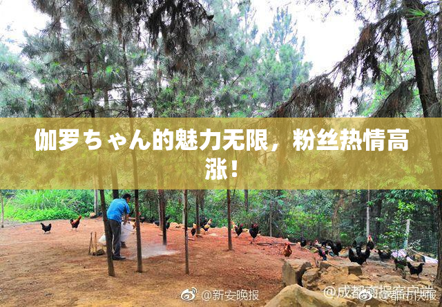 伽罗ちゃん的魅力无限，粉丝热情高涨！