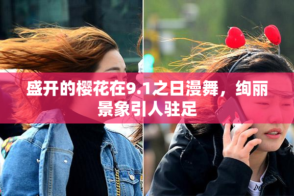 盛开的樱花在9.1之日漫舞，绚丽景象引人驻足