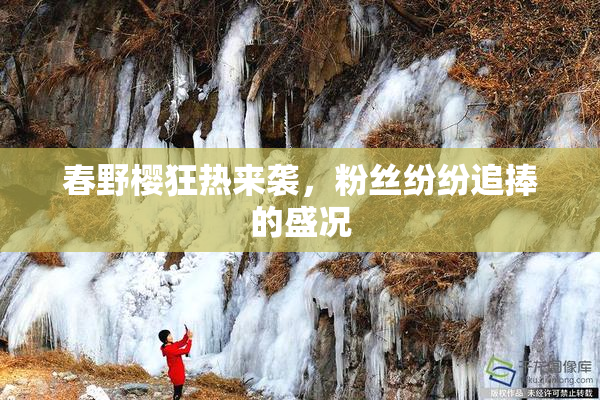 春野樱狂热来袭，粉丝纷纷追捧的盛况