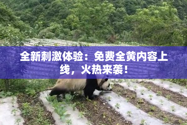 全新刺激体验：免费全黄内容上线，火热来袭！