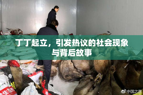 丁丁起立，引发热议的社会现象与背后故事