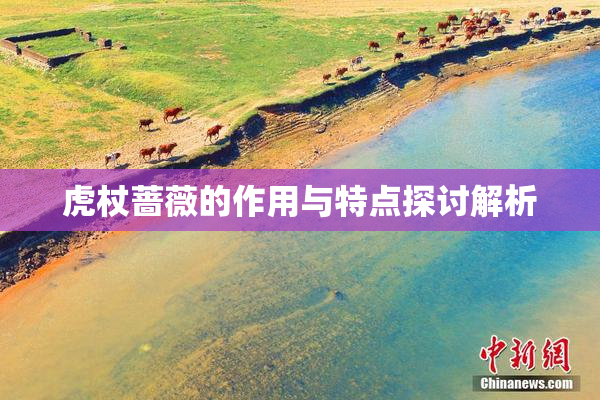 虎杖蔷薇的作用与特点探讨解析