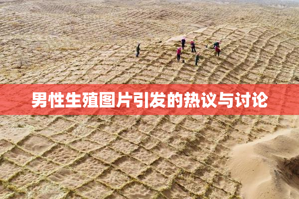 男性生殖图片引发的热议与讨论